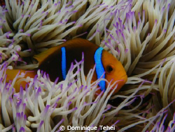 Clark anemone fish in it's anemone, in Moorea by Dominique Tehei 